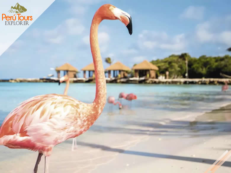Aruba Tour 4 Días