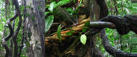 peru tours misticos y chamanismo