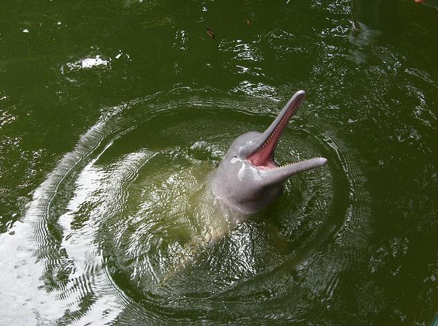 delfin rosado iquitos
