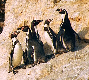 islas ballestas viajes peru