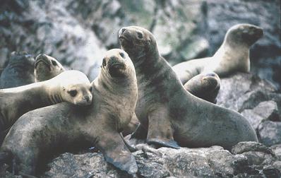 reserva nacional de paracas tours