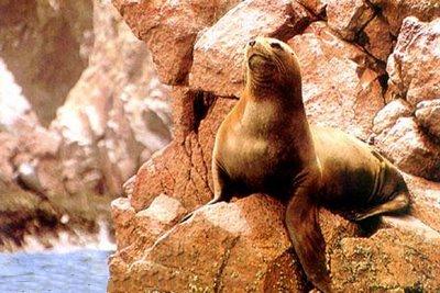 reserva nacional de paracas peru