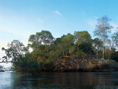 manglares de tumbes