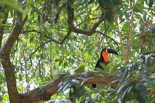 aves en puerto maldonado