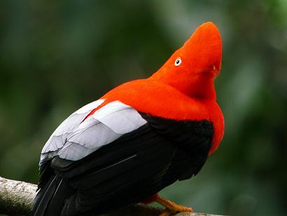 gallito de las rocas peru