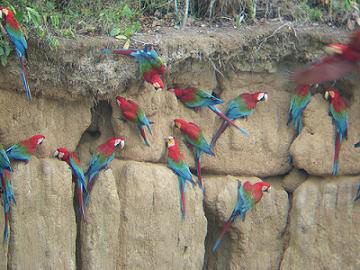 collpa de guacamayos rojos y verdes