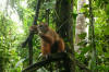 selva y sabana tour 5 dias
