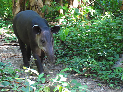 tapir en la selva