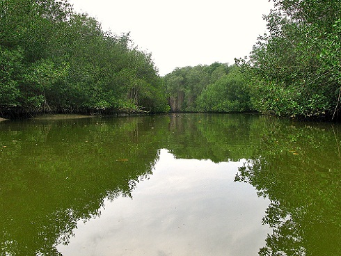 manglares de tumbes